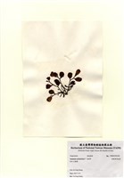 藏品(重緣葉馬尾藻)的圖片